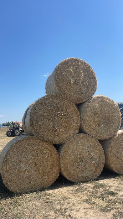 Baloti paie mari si presați 155x120
