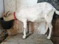 Продам молочных Зааненской Альпиской породы коз