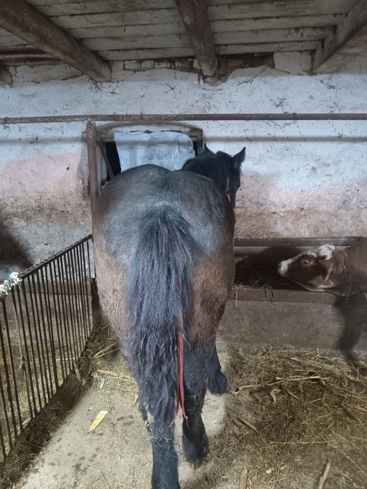 Minz de vinzare voarte cuminte