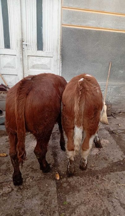 Vând vițel și vițea