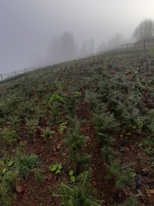 Puieti brad coreean- Abies Koreana 4 ani- produce conuri la 1,5m