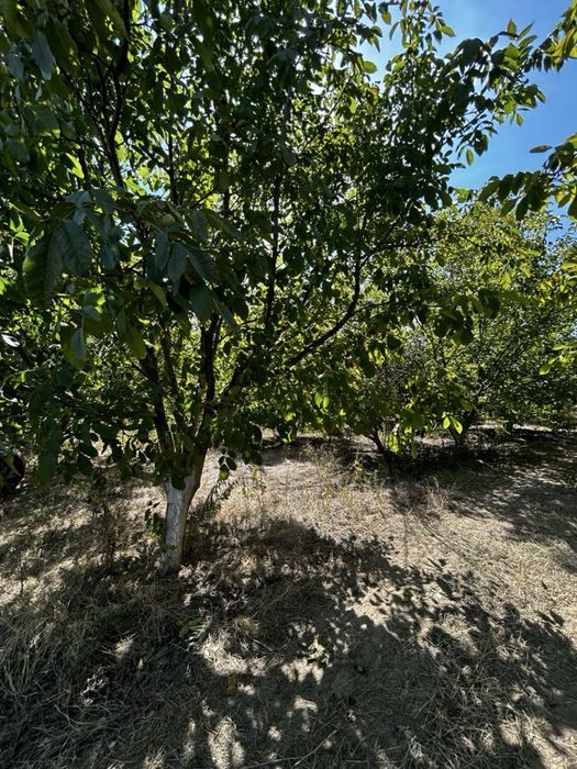 Орехова градина  село Цалапца Орта хан