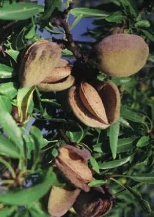 Migdal SUPER NOVA ambalat 5+1 gratis