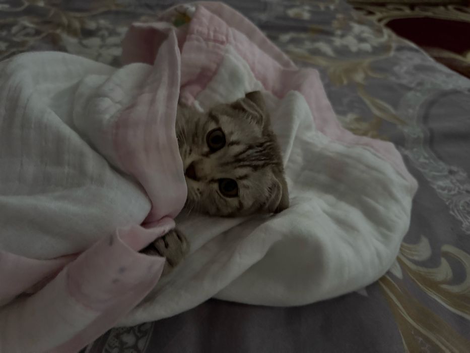 Котята Шотландский