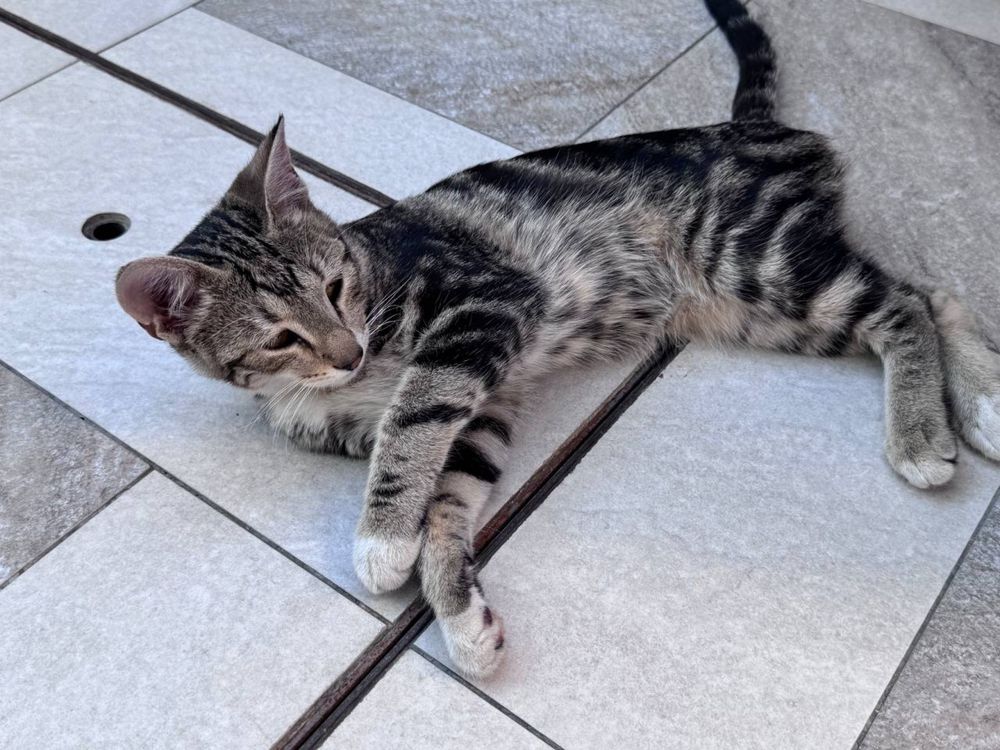 Отдам даром котенка