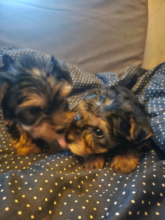 Йоркширски териер/йорки