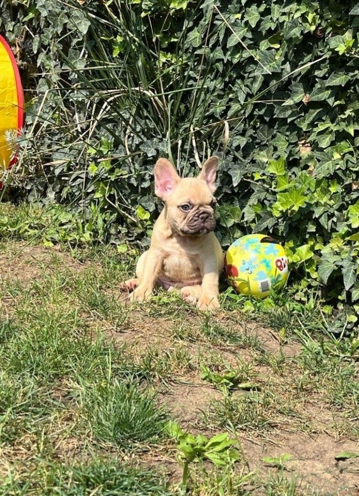 Bulldog francez femela