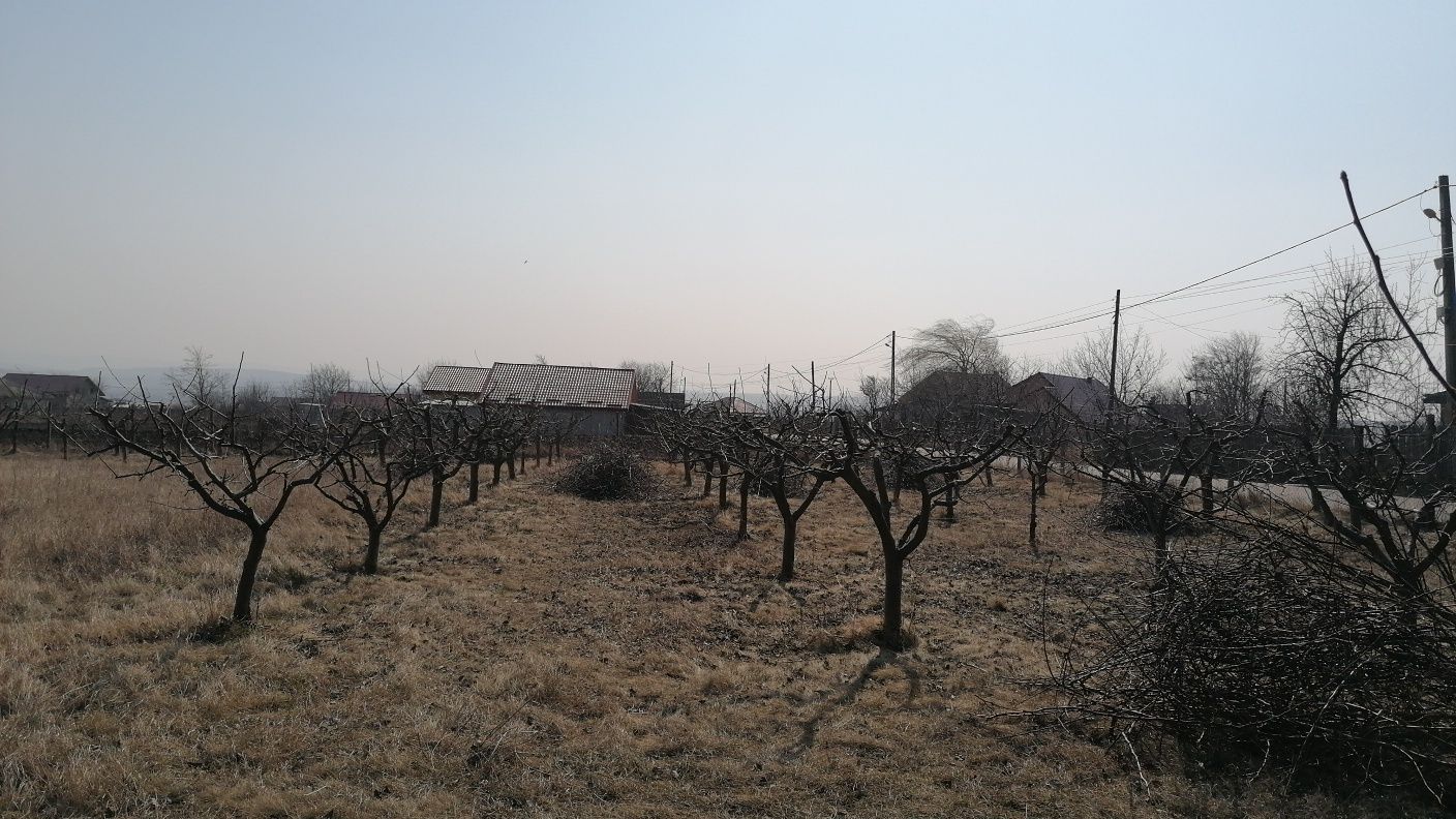 Tăieri pomi fructiferi - inginer agronom