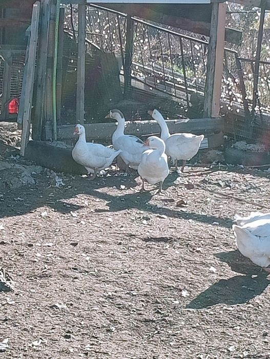 Семья гусей домашние