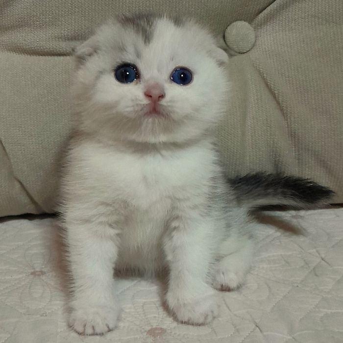 Продаётся чудная серебристая девочка, шиншилла.