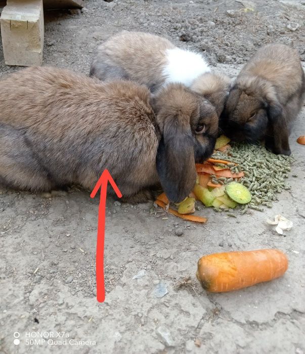Toza zotli karlik quyon onasi va bolalari sotiladi
