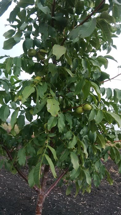 Pomi fructiferi  deosebiți  Nuc cu miezul Roșu soiul Rubin