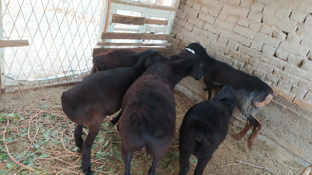 Samarqand tuman Yangiravot mahallasi 5 kõcha