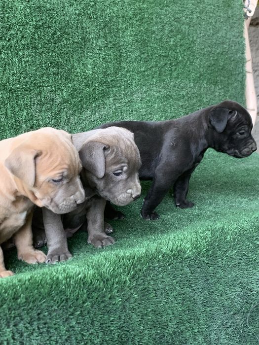 Продается чистокровный щенки питбули один девочка два мальчика