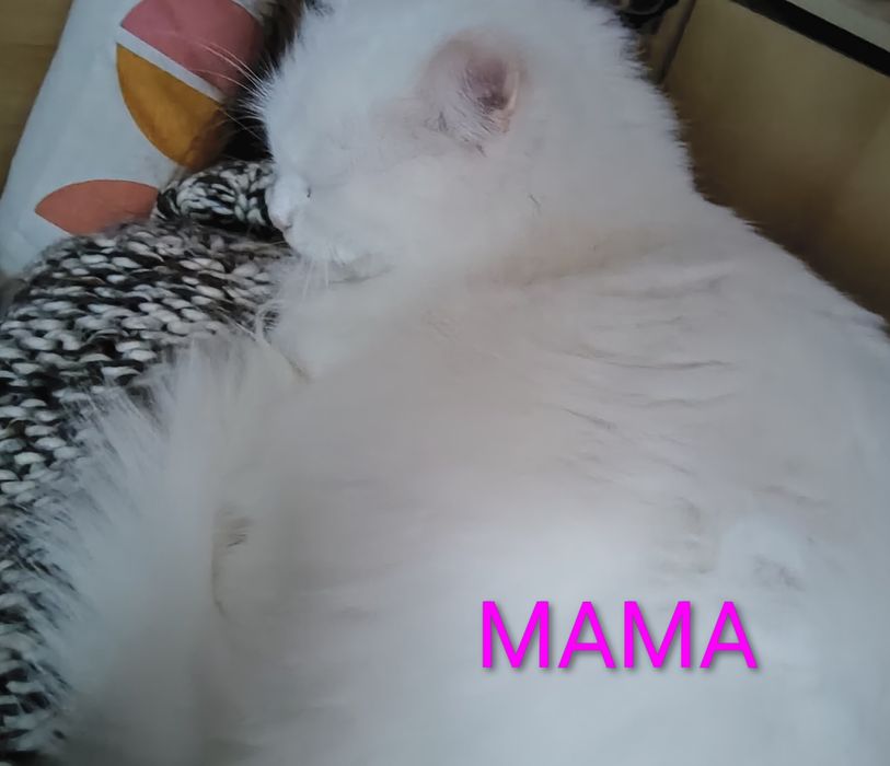 Бели котета, 4 мес.