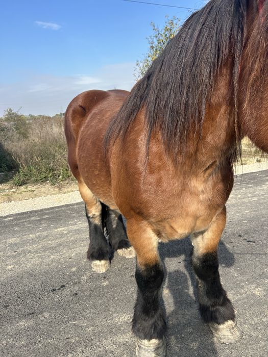 Vand cal de tractiune