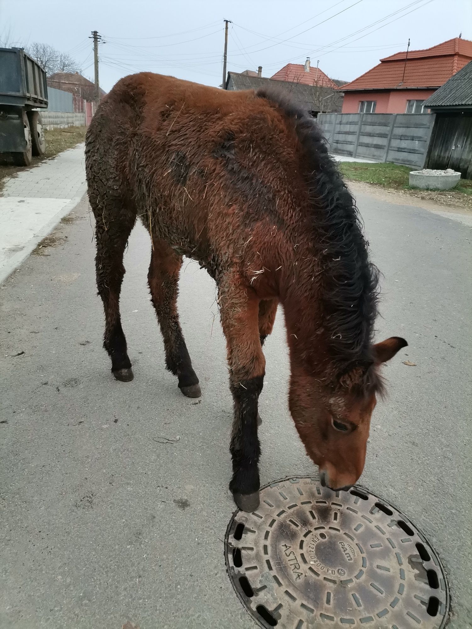 Vând sau schimb iapă și mânză