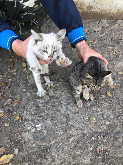 Отдаем котят в добрые руки