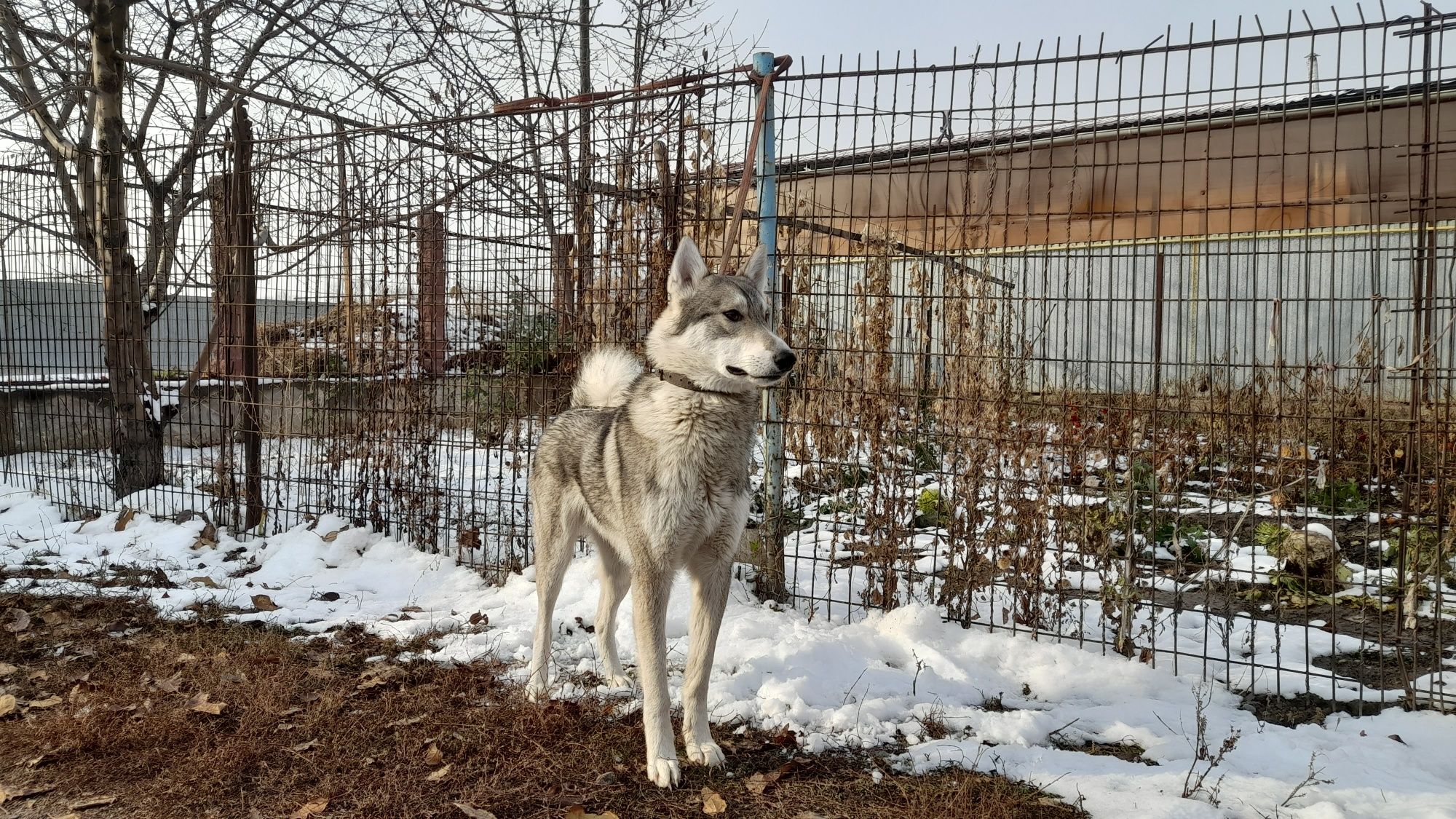 ВЯЗКА. Западно Сибирский Лайка