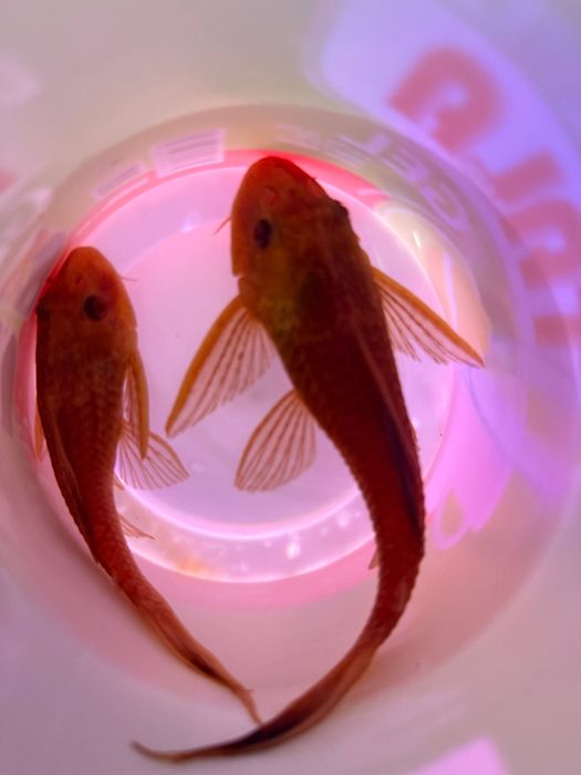 Продаётся парчевый сомик