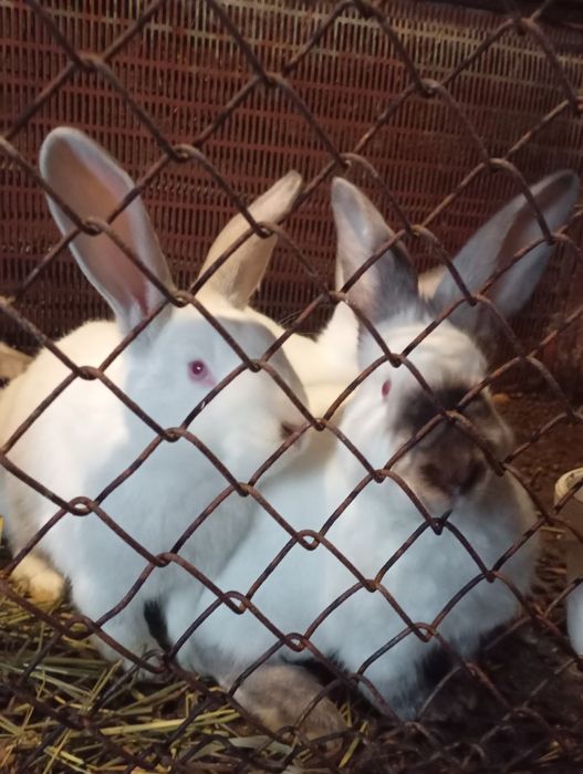 Продам молодых кроликов
