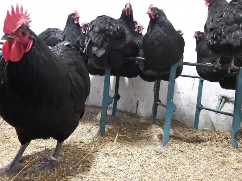 oua pentru incubat rasa australorp oua australorp oua  clocitoare gain