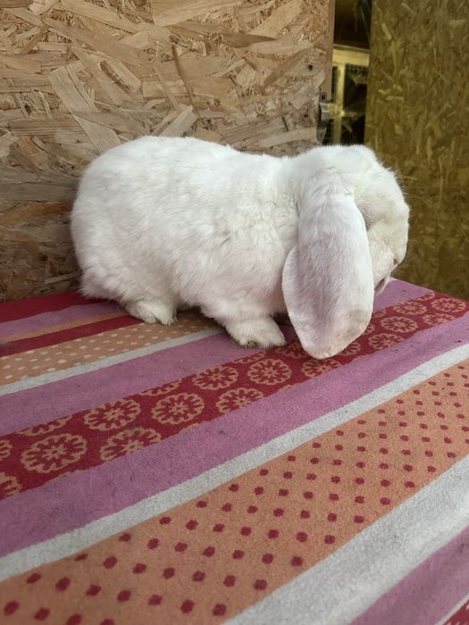 Iepuri berbec german