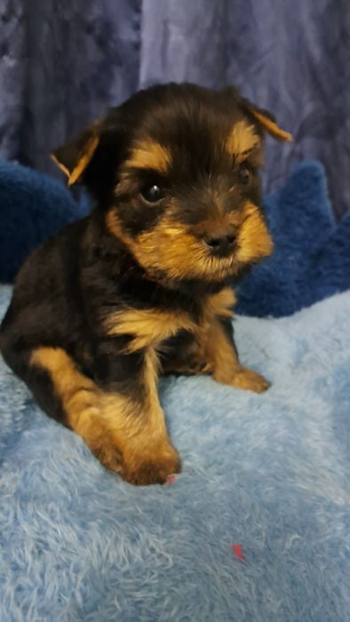 Продаю клубных щенков йорков