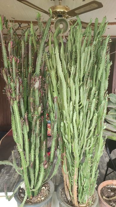 Продам срезы кактуса - молочай