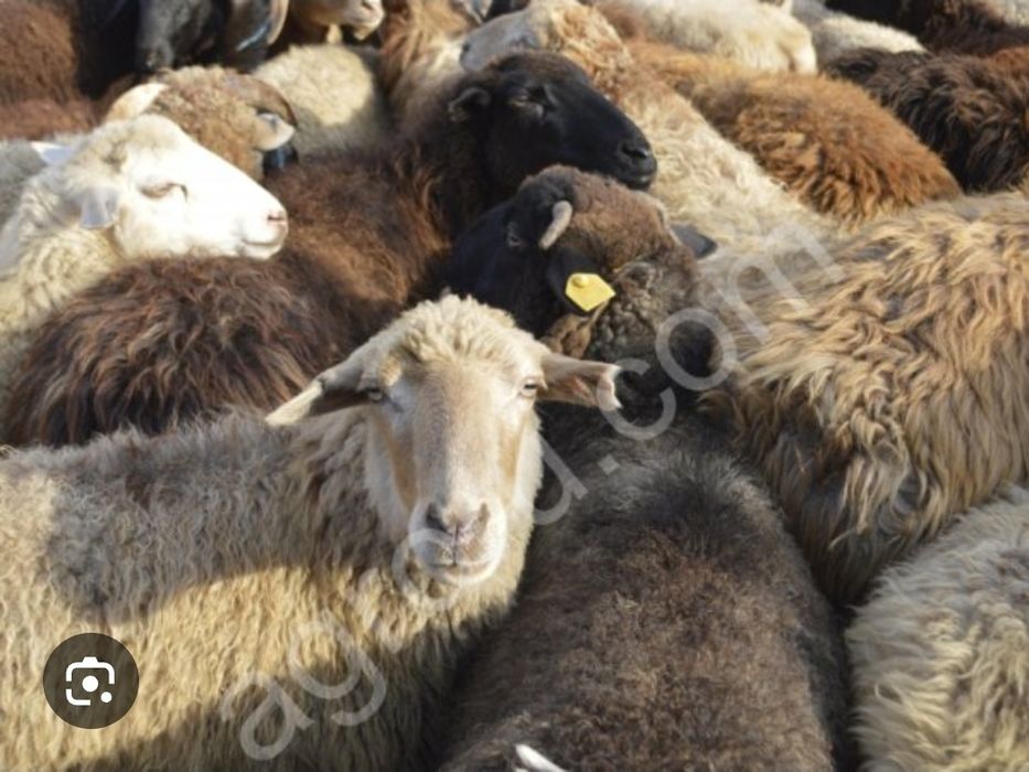 Продам овец оптом