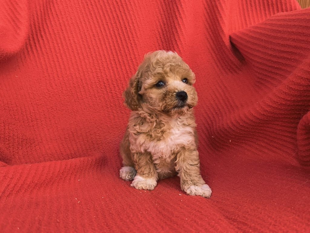 Vand baietel maltipoo f1 mini toy