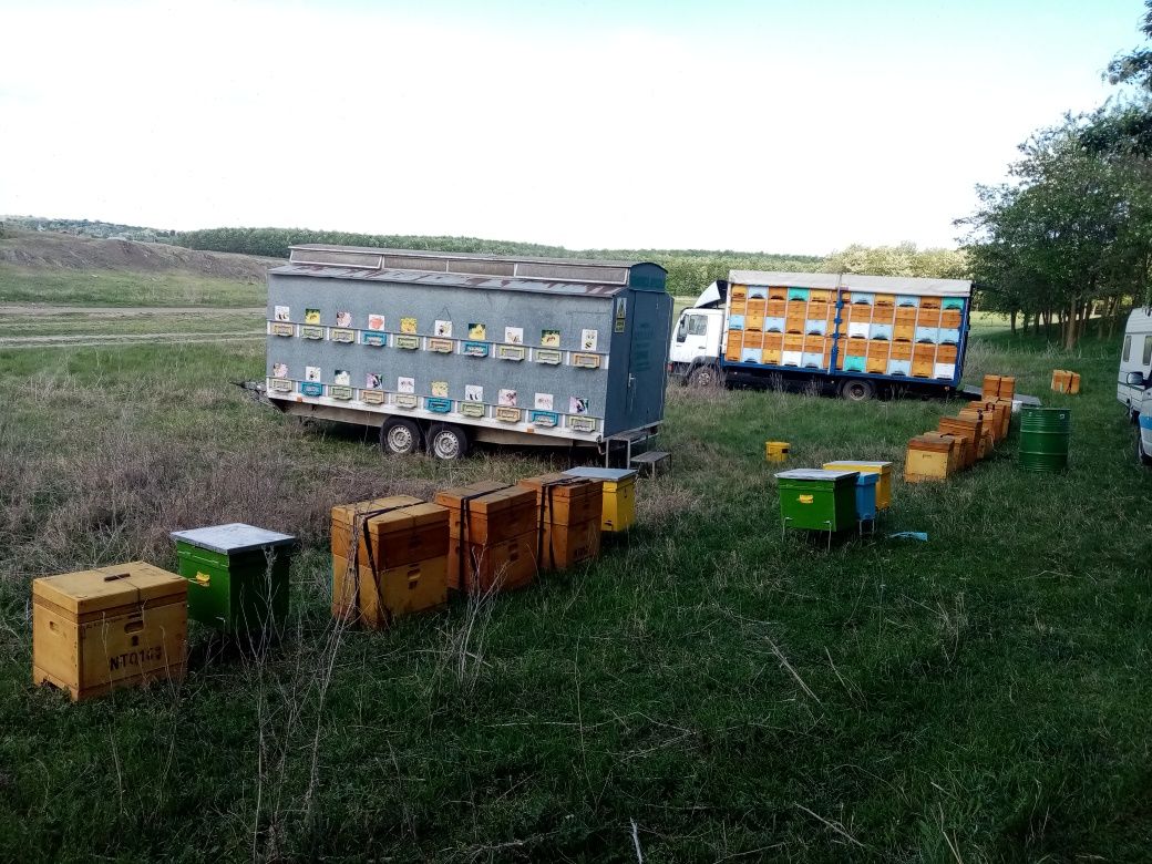 Vând pavilion apicol populată cu 40 familii de albine