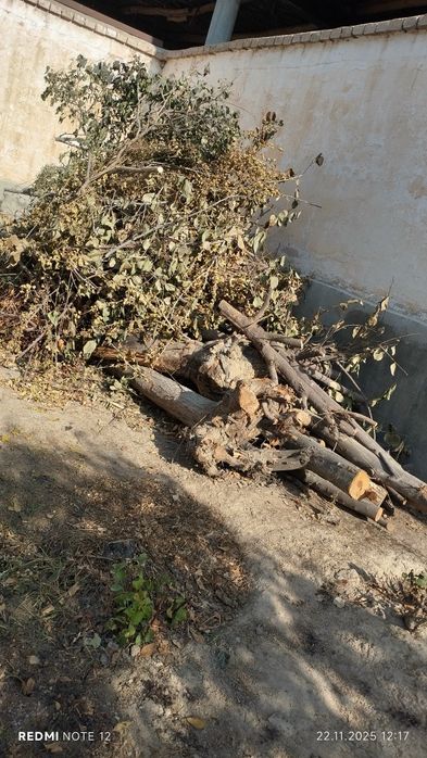 O'tin sotiladi olma daraxt