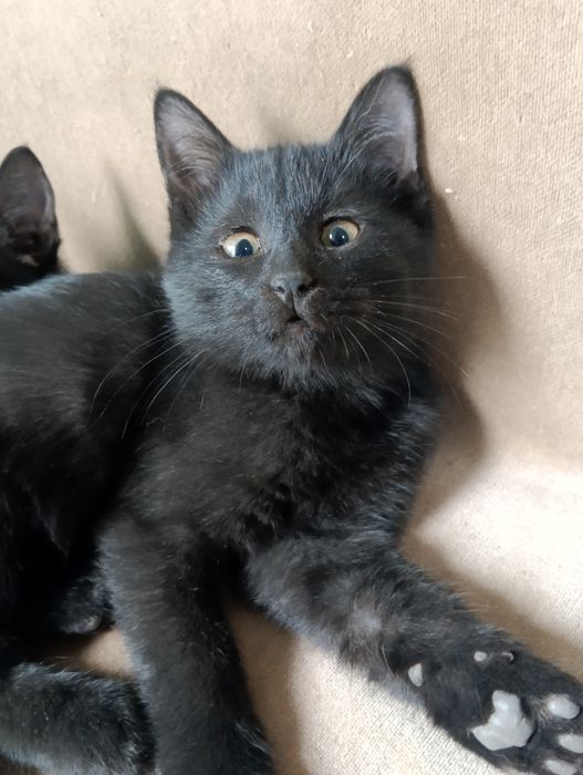 Котенок мальчик.