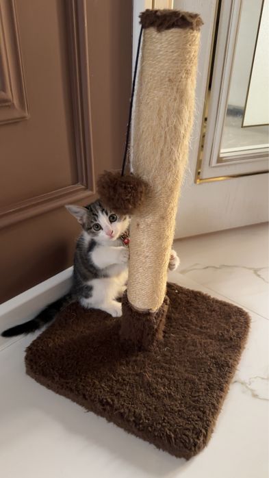 Отдам котенка в хорошие руки