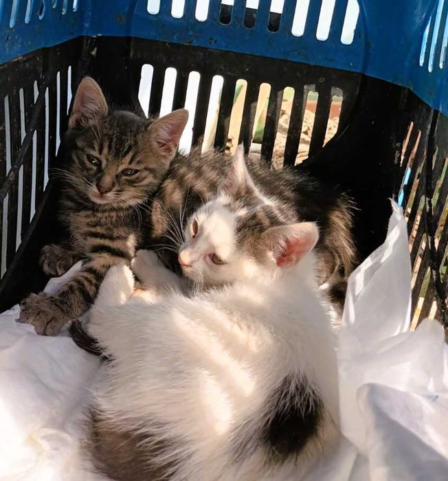 Котeта Бети, Сали, Джими и Мери в търсене на любящи стопани