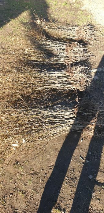 puieți fag carpen mesteacăn   prindere suta la suta