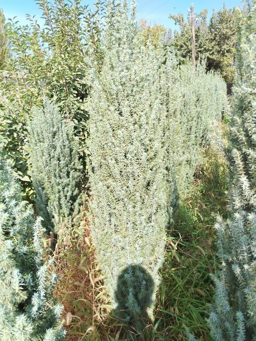 Archa ko'chatlar bor Xarhil turdagi.