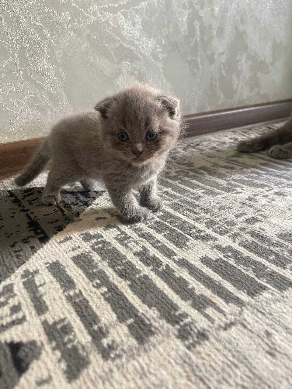 Продаётся  скоттиш фллд