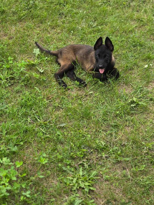 Ciobănesc Belgian Malinois