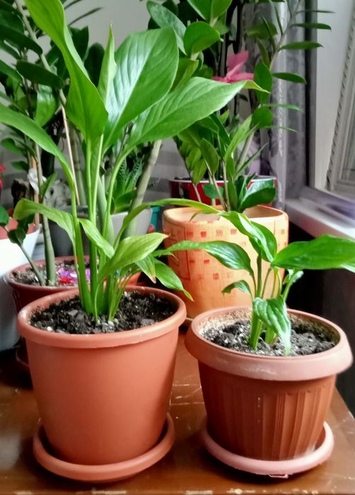 Комнатные цветы, спаттифилум