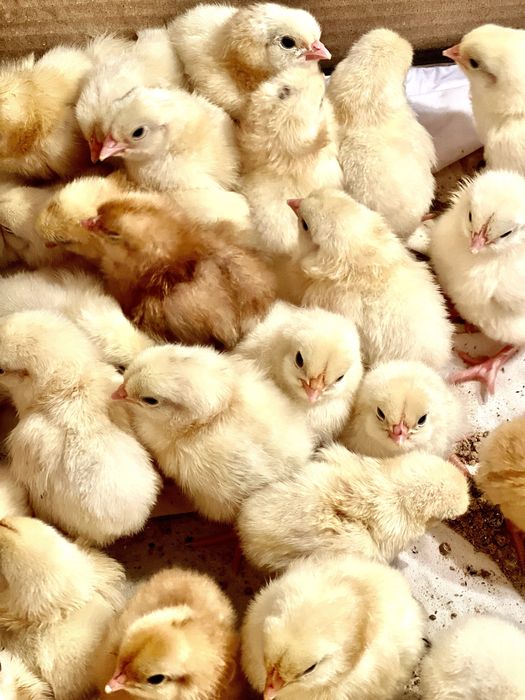 Адлер балапаны сатылымда