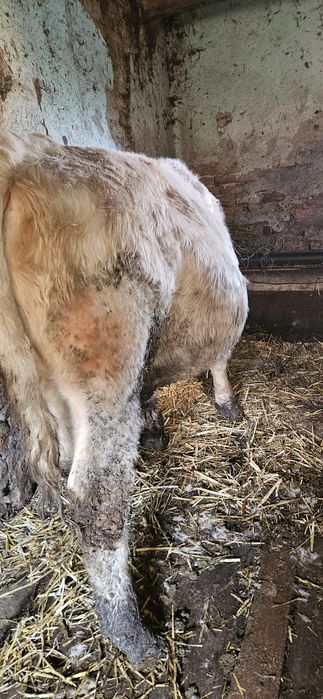 Vand taur  pt taiere