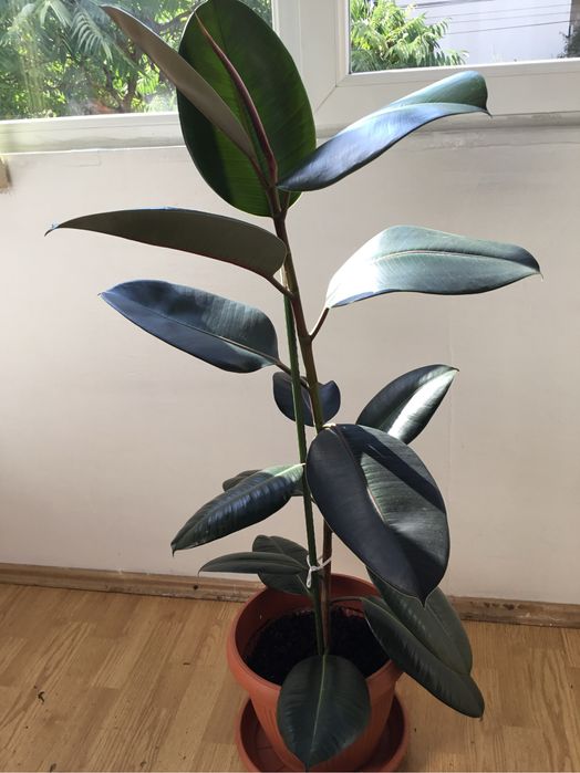 Ficus in ghiveci 130 cm