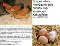 Продам инкубационное яйцо порода Кучинская юбилейная