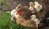 Квочка мама с цыплятами