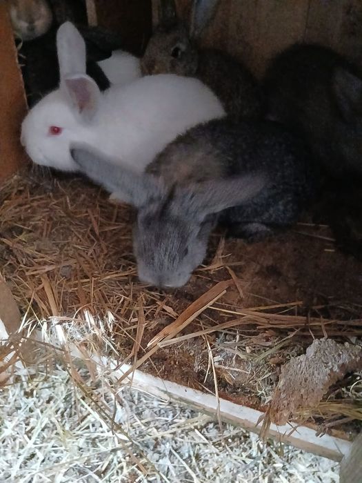 Продам кроликов месячных