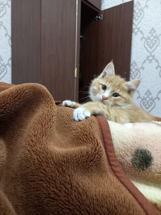 Продаются породистые котята