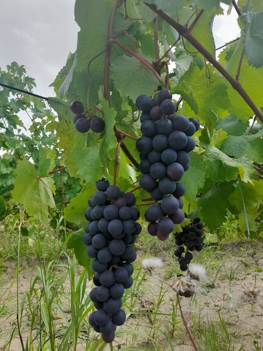 Struguri de vin cu transport la domiciliu ori unde în țară