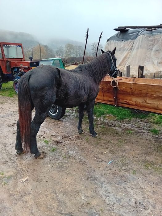 Armăsar de vânzare